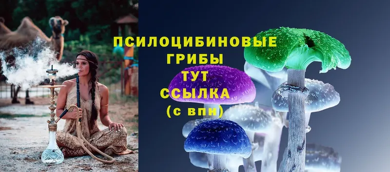 Псилоцибиновые грибы Psilocybe  Кохма 